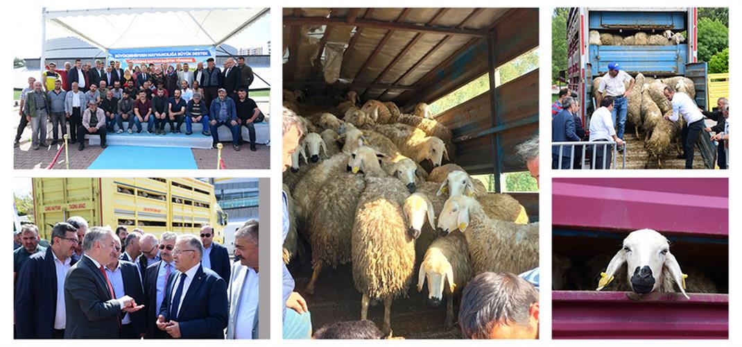 "Koyunlar Artıyor Meralar Şenleniyor" Projesi Kapsamında Koyun Dağıtımı Gerçekleştirildi